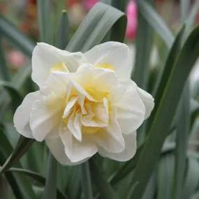 White Lion Daffodil (Narcissus White Lion) Img 3